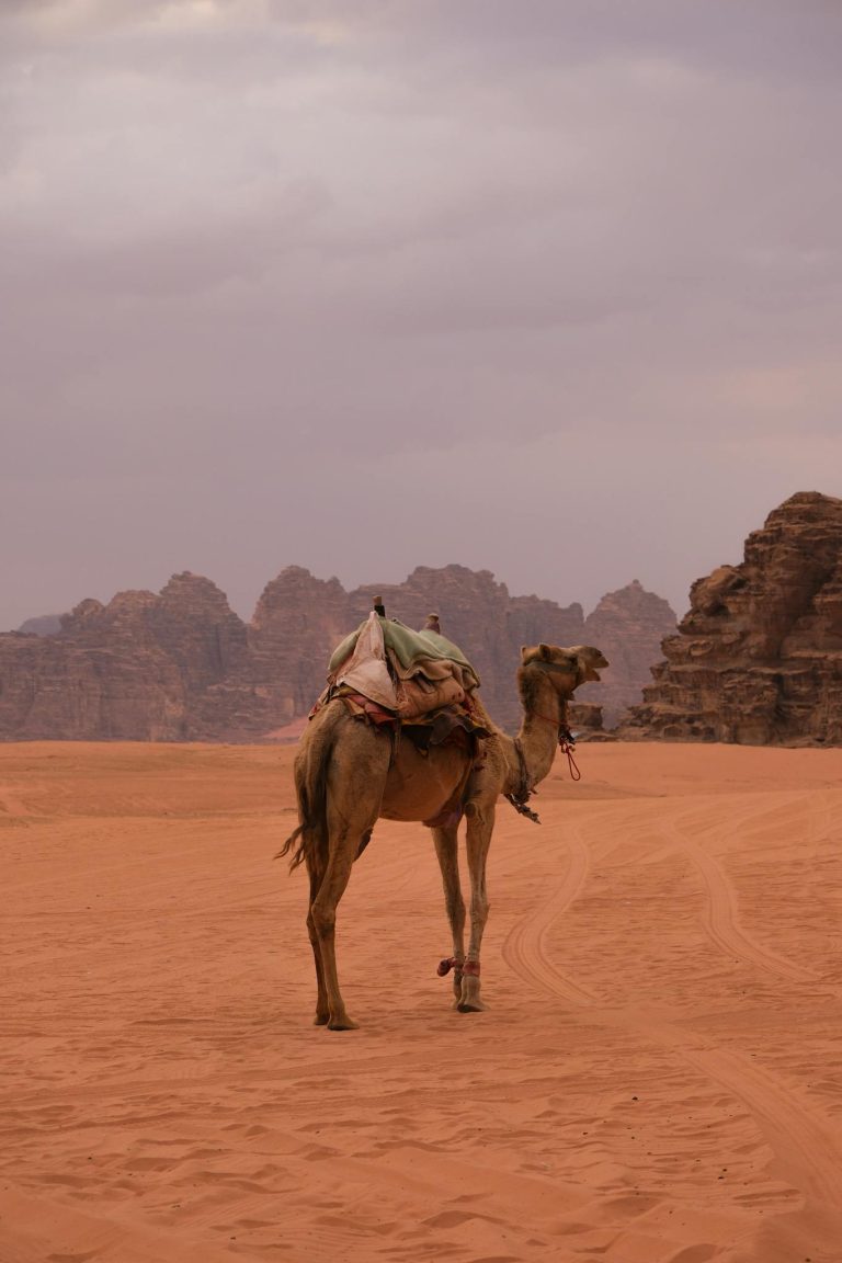 A lone camel stands against the rocky backdrop of Aqaba's desert landscape at dusk, evoking adventure.