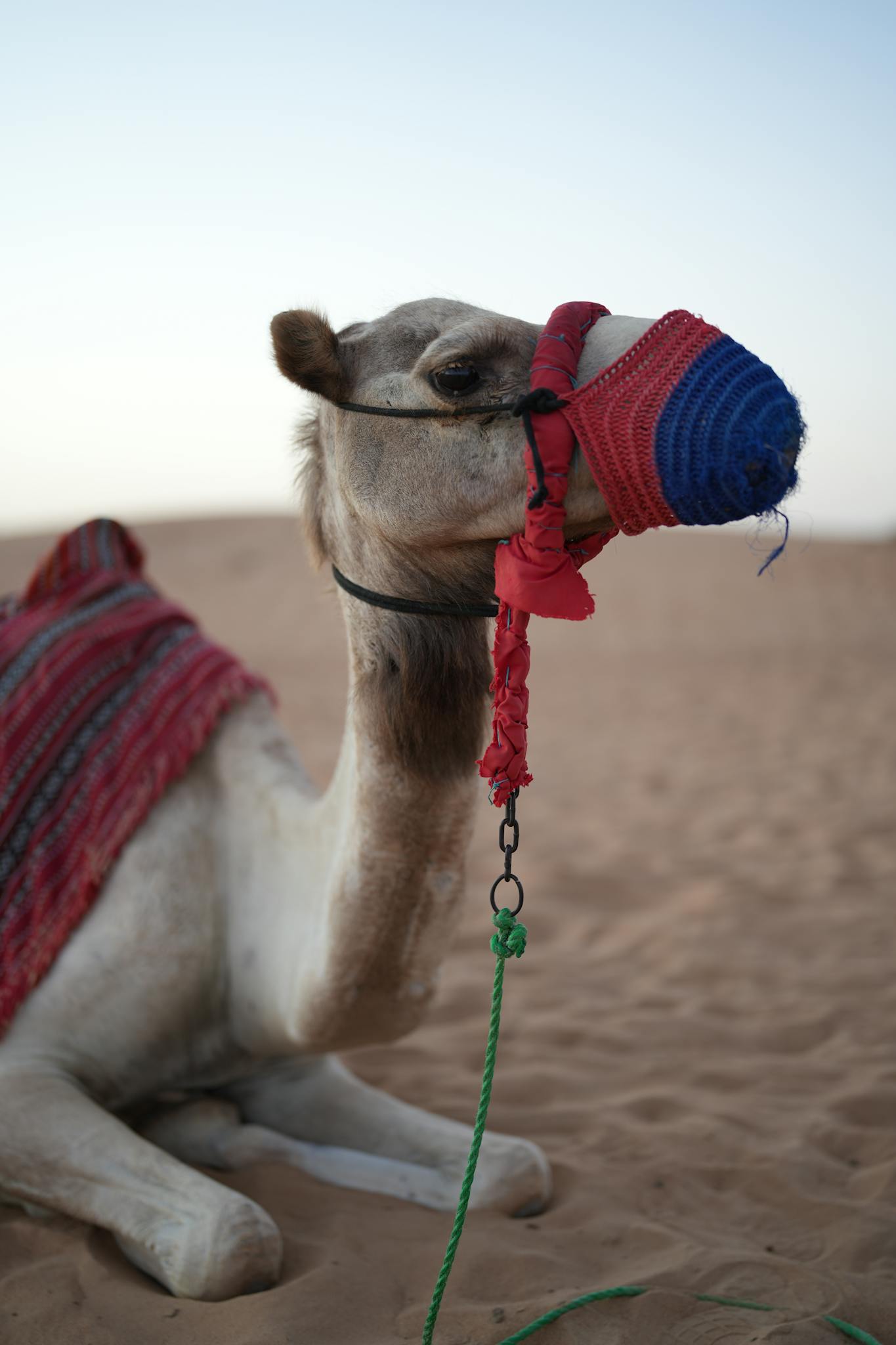Close-up of a camel with a colorful muzzle in the Dubai desert sands.
