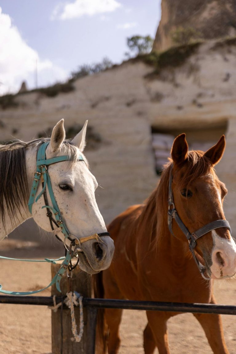 Two horses stand by a wooden fence amidst Cappadocia's unique rock formations.